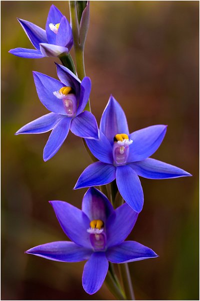 974 - blue sun orchid - CREES Neil - australia.jpg